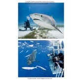 The Shark Watcher's Manual: A Guide to Species and Where to Find Them