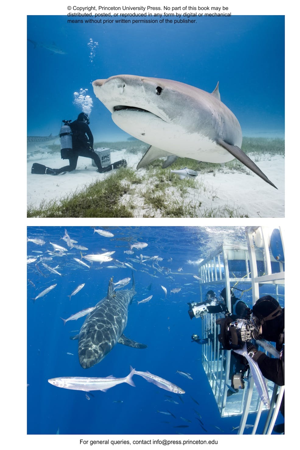 The Shark Watcher's Manual: A Guide to Species and Where to Find Them
