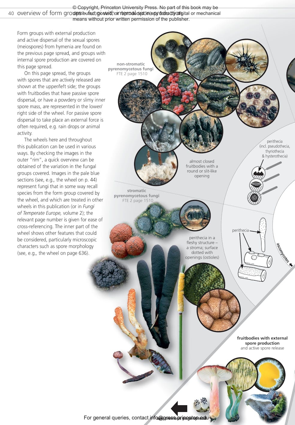 Fungi of Temperate Europe: Keys to the Basidiomycotes