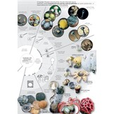 Fungi of Temperate Europe: Keys to the Basidiomycotes