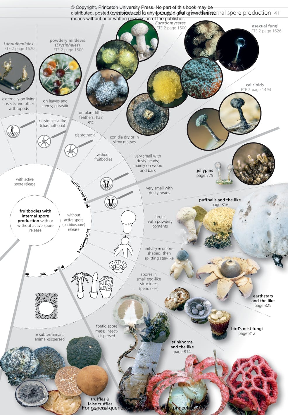 Fungi of Temperate Europe: Keys to the Basidiomycotes