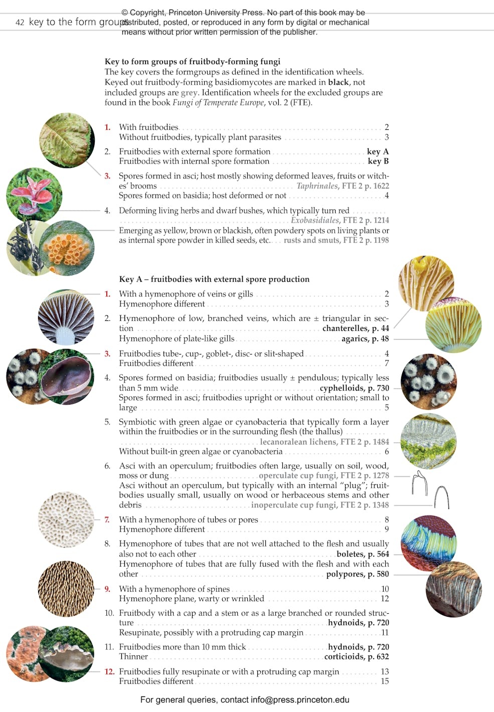Fungi of Temperate Europe: Keys to the Basidiomycotes