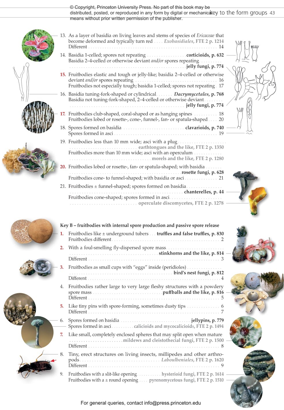 Fungi of Temperate Europe: Keys to the Basidiomycotes