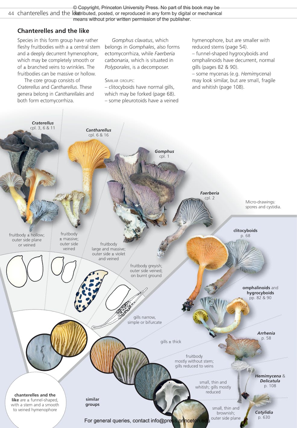 Fungi of Temperate Europe: Keys to the Basidiomycotes