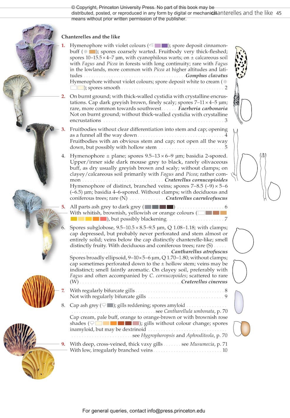 Fungi of Temperate Europe: Keys to the Basidiomycotes