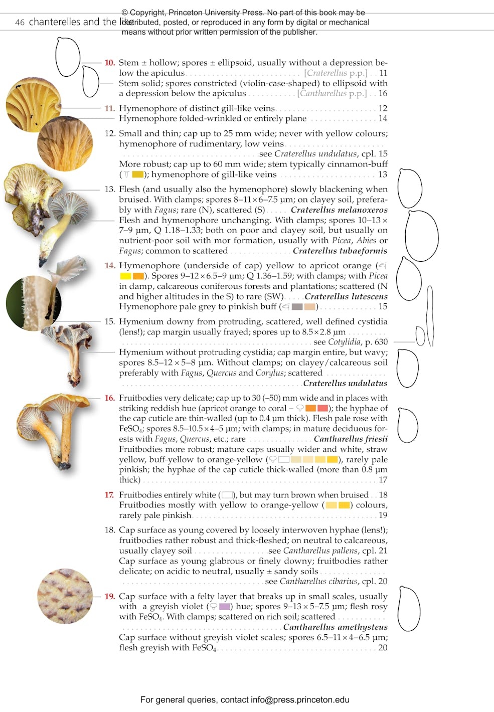 Fungi of Temperate Europe: Keys to the Basidiomycotes