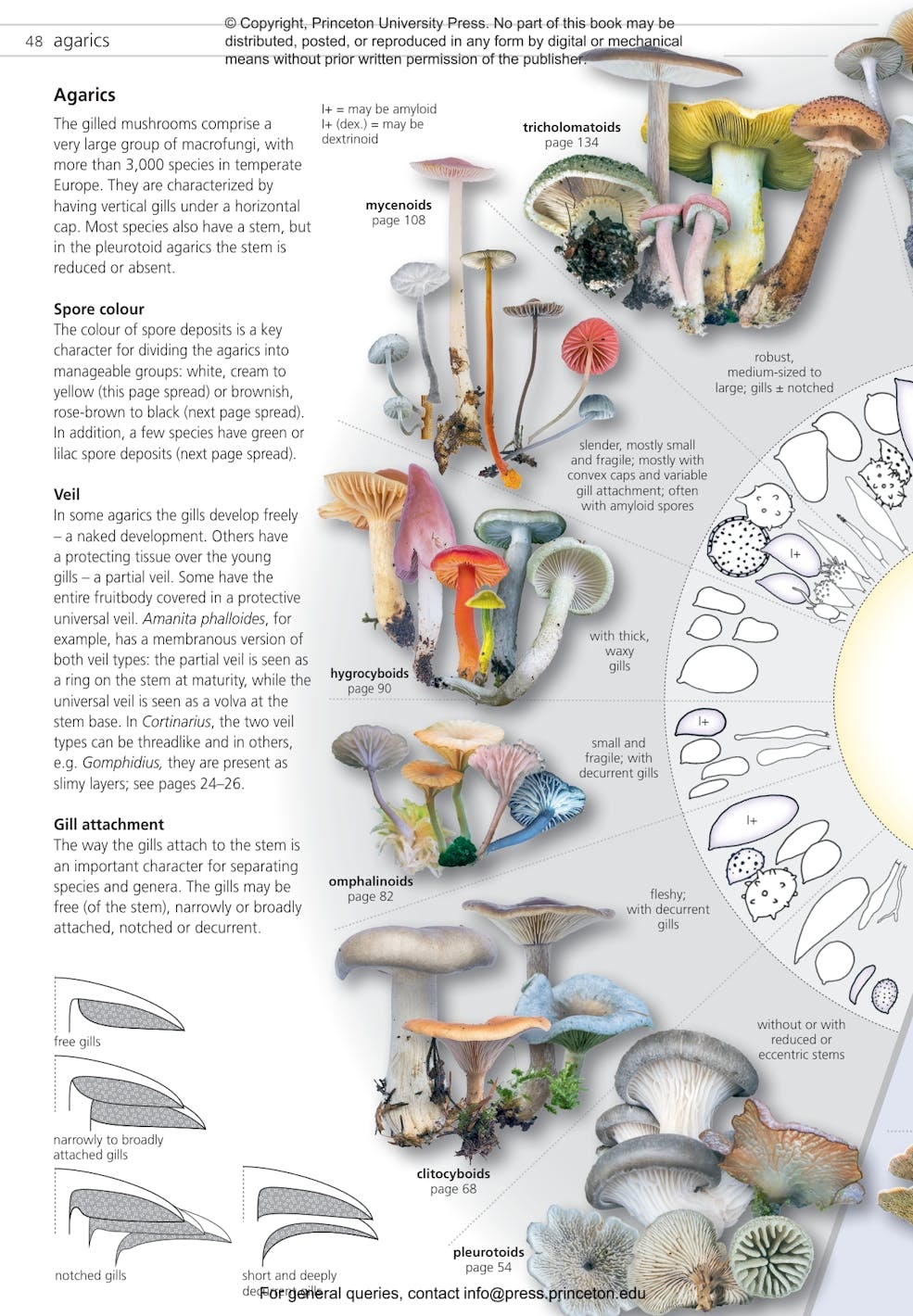 Fungi of Temperate Europe: Keys to the Basidiomycotes