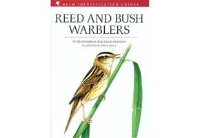 Beschadigd exemplaar – Reed and Bush Warblers
