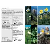 Flora Helvetica - Illustrierte Flora der Schweiz