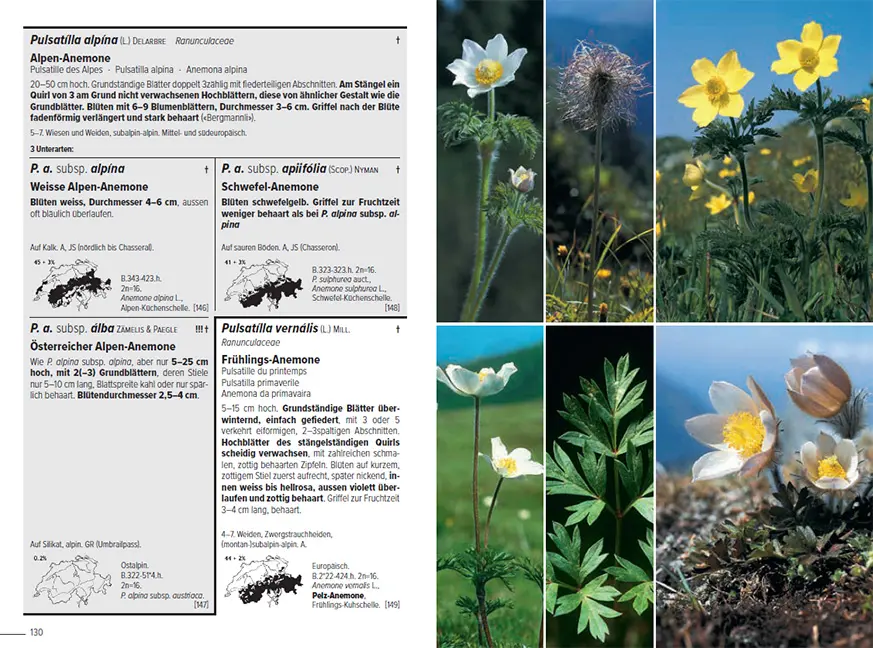 Flora Helvetica - Illustrierte Flora der Schweiz