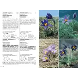 Flora Helvetica - Illustrierte Flora der Schweiz