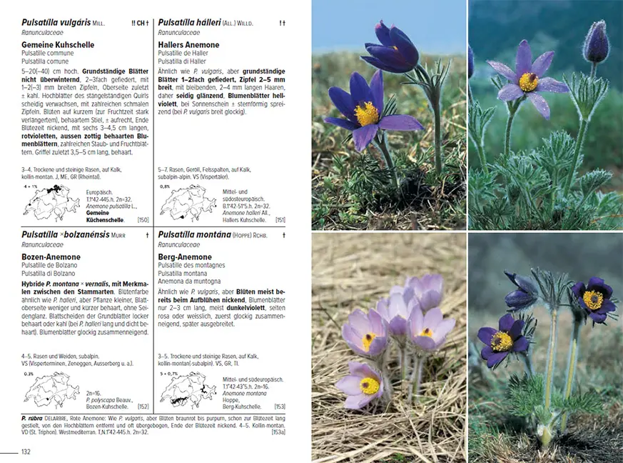 Flora Helvetica - Illustrierte Flora der Schweiz