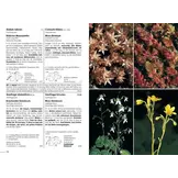 Flora Helvetica - Illustrierte Flora der Schweiz