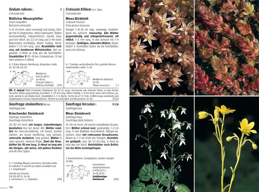Flora Helvetica - Illustrierte Flora der Schweiz