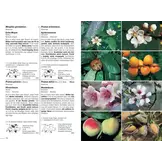 Flora Helvetica - Illustrierte Flora der Schweiz