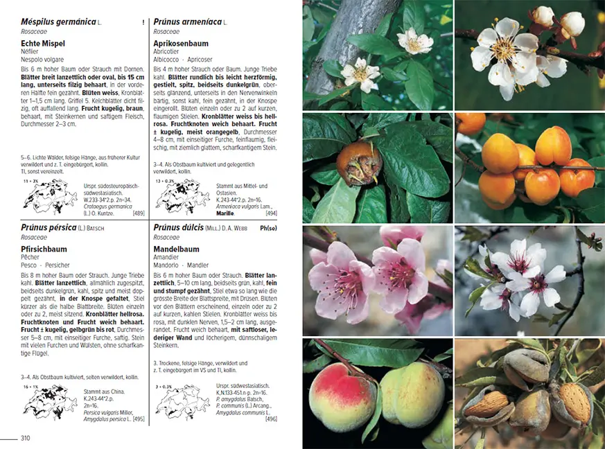 Flora Helvetica - Illustrierte Flora der Schweiz