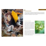 Handboek Smartphonefotografie