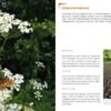 Handboek Smartphonefotografie