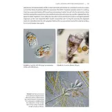 Seashore Plankton - A Practical Introduction to Biology and Identification