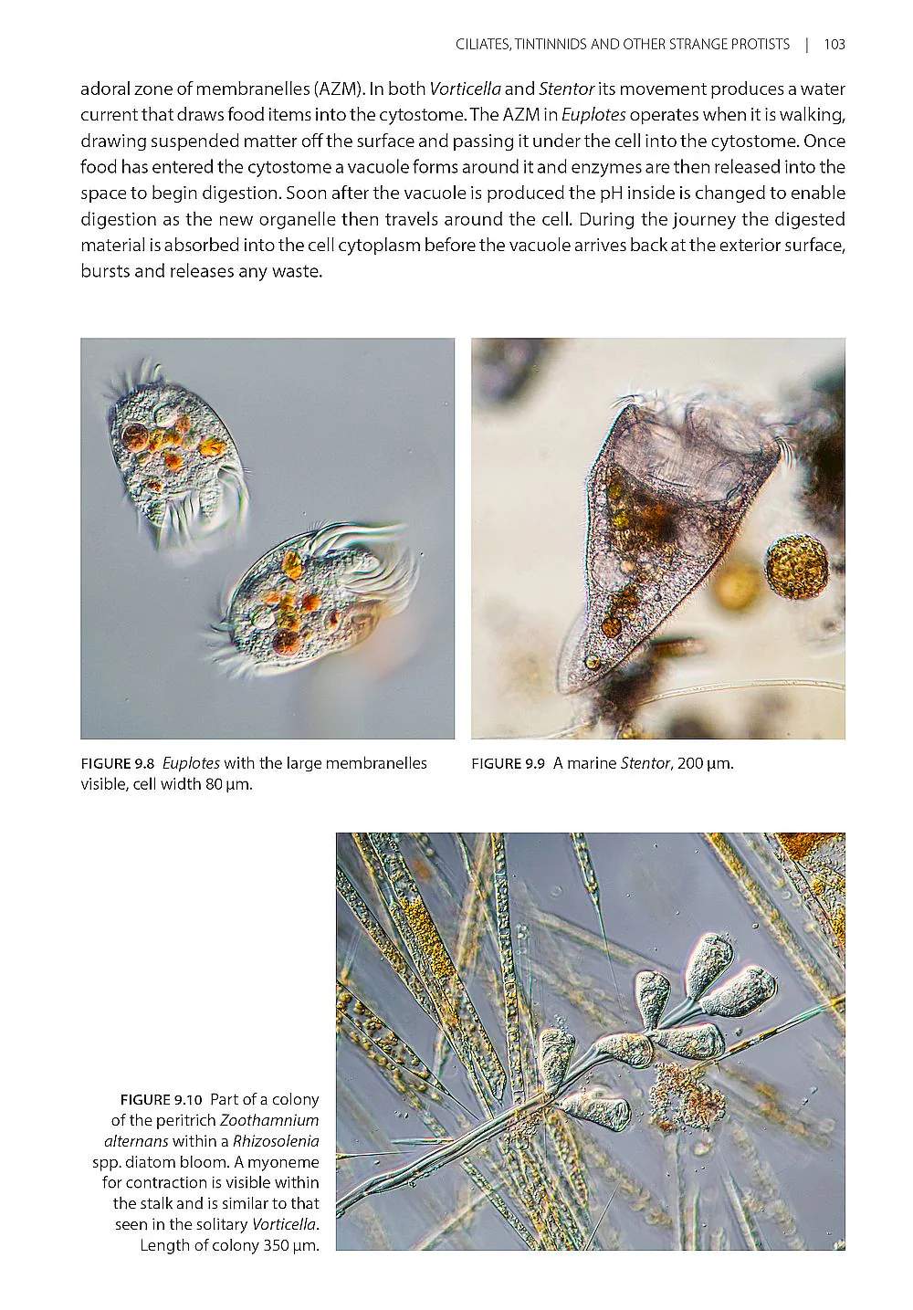 Seashore Plankton - A Practical Introduction to Biology and Identification