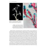 Seashore Plankton - A Practical Introduction to Biology and Identification