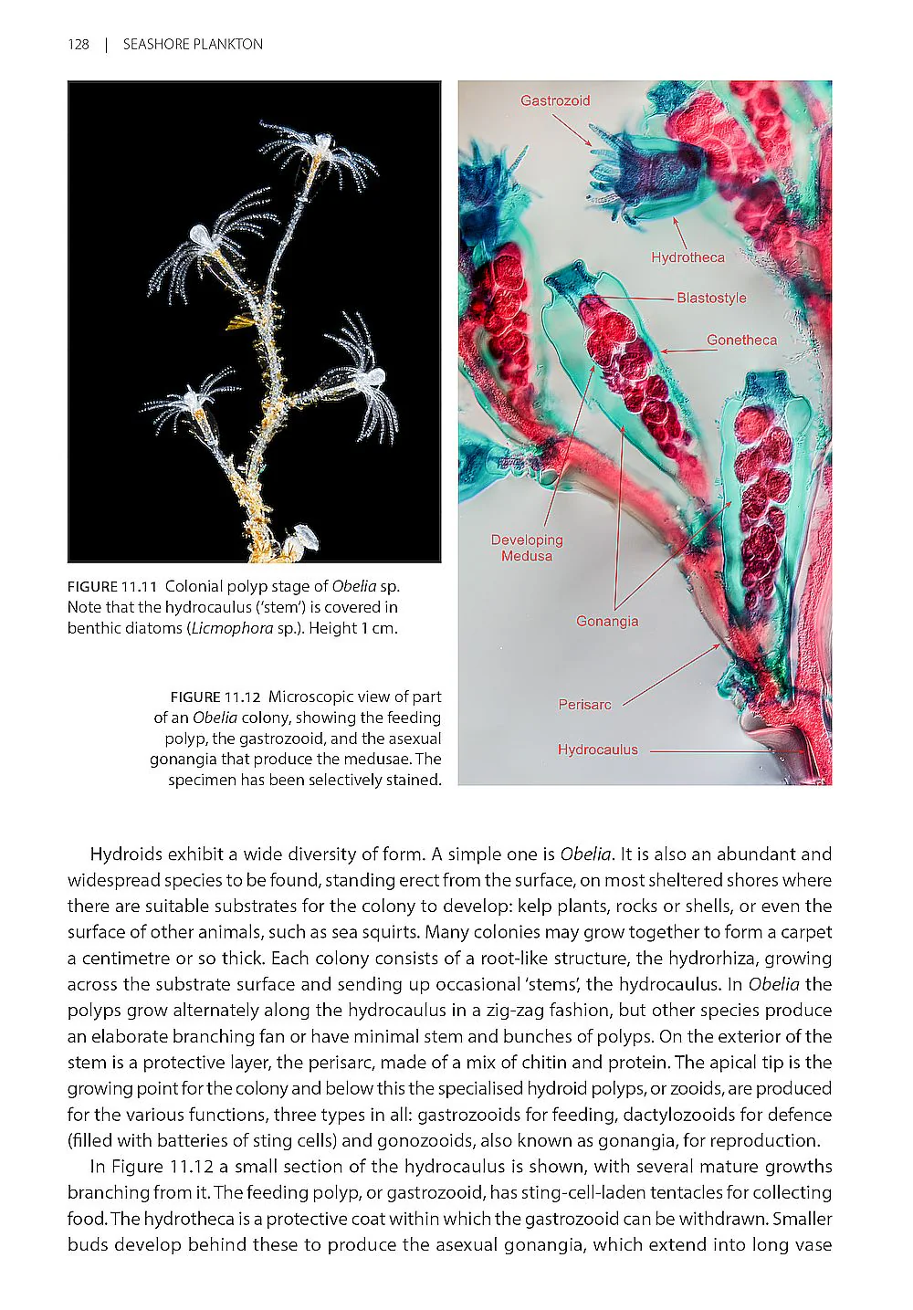 Seashore Plankton - A Practical Introduction to Biology and Identification