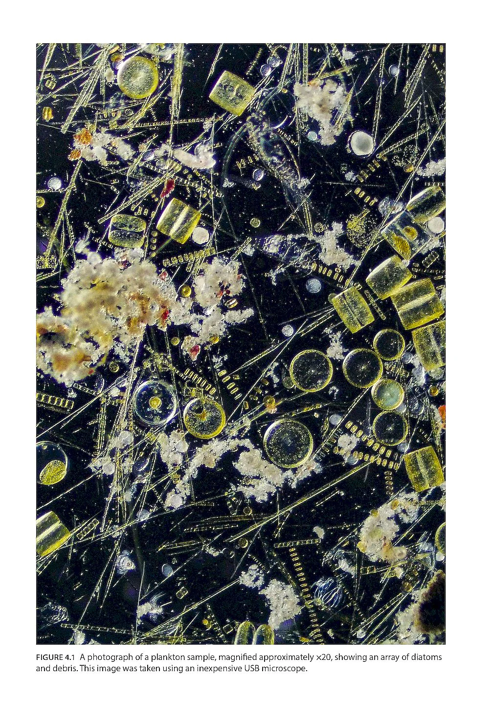 Seashore Plankton - A Practical Introduction to Biology and Identification