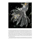 Seashore Plankton - A Practical Introduction to Biology and Identification