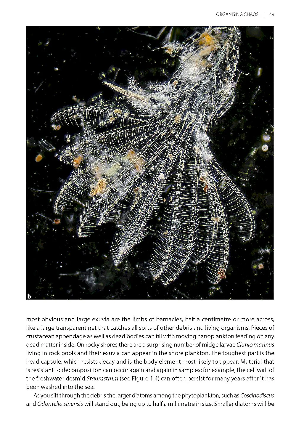 Seashore Plankton - A Practical Introduction to Biology and Identification