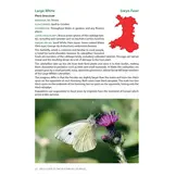 Field Guide to the Butterflies of Wales