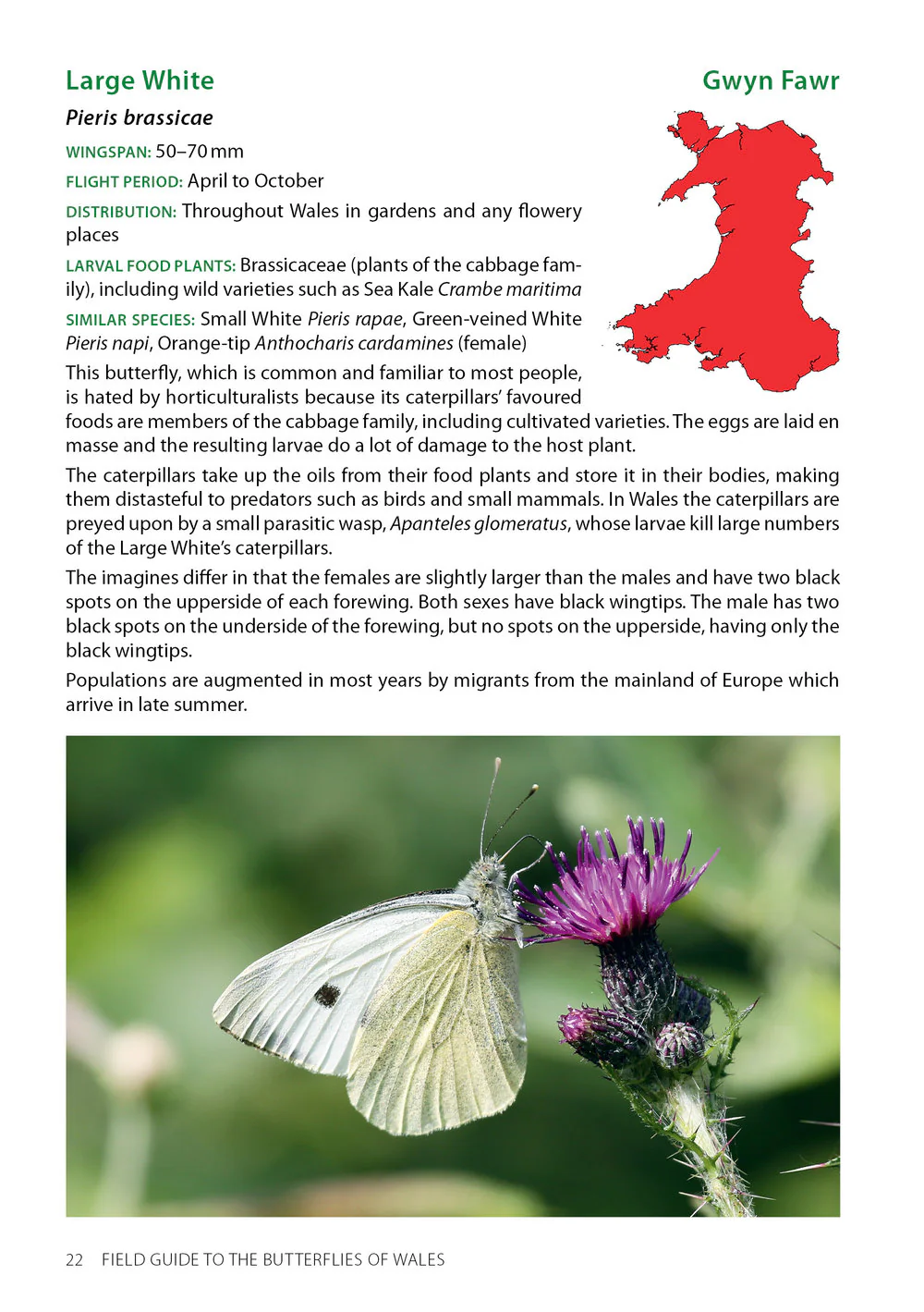 Field Guide to the Butterflies of Wales