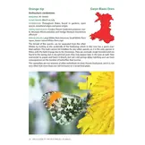 Field Guide to the Butterflies of Wales