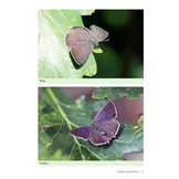 Field Guide to the Butterflies of Wales