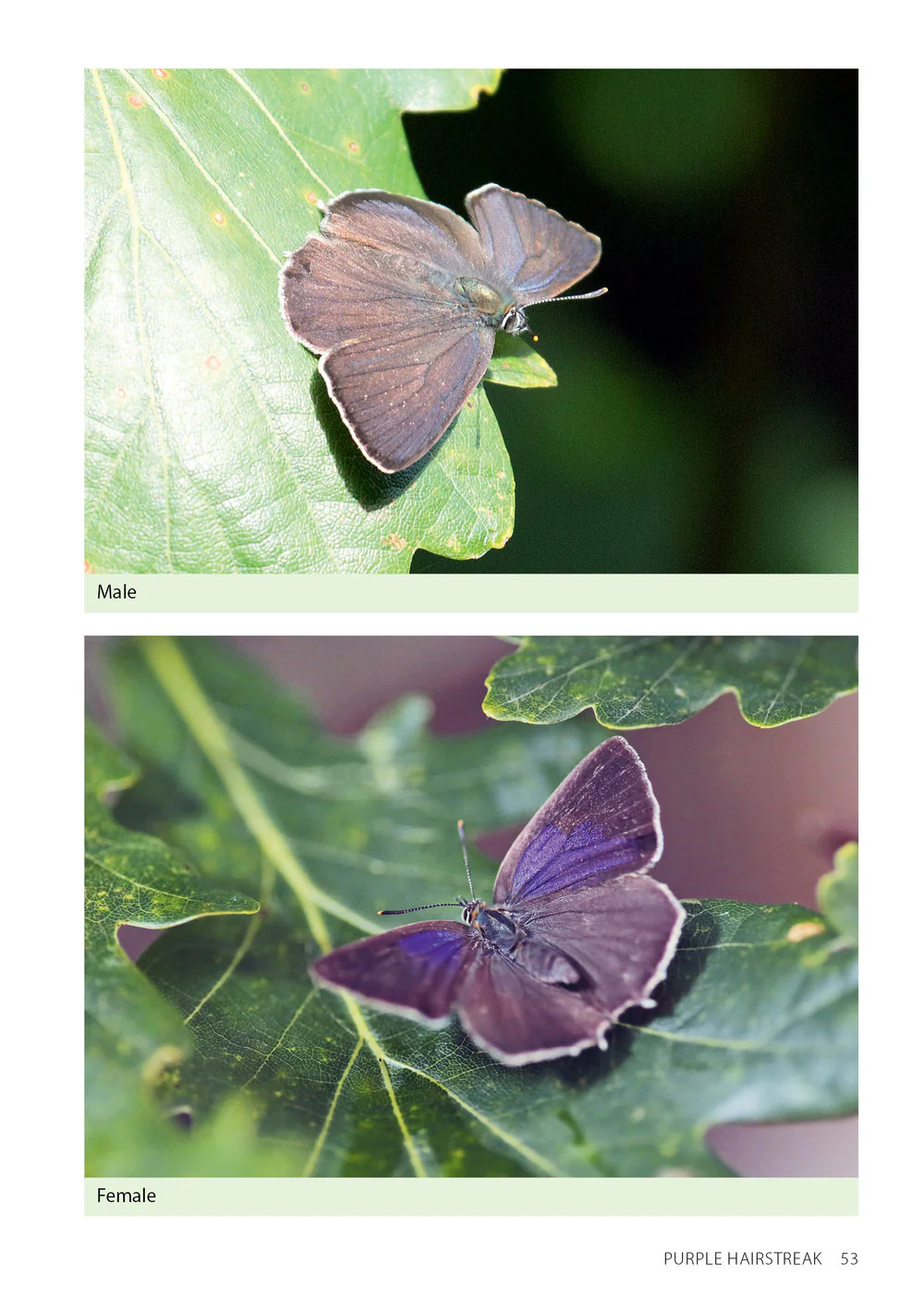 Field Guide to the Butterflies of Wales