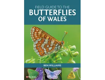 Field Guide to the Butterflies of Wales