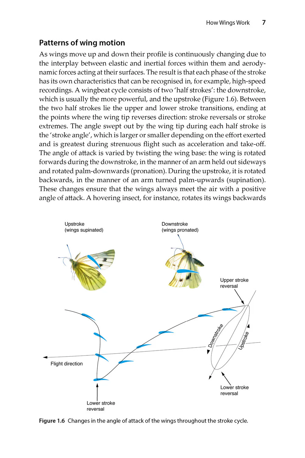 Insect Flight - An Insect-Eye View of Flight Behaviour in the Wild