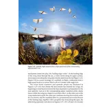Insect Flight - An Insect-Eye View of Flight Behaviour in the Wild