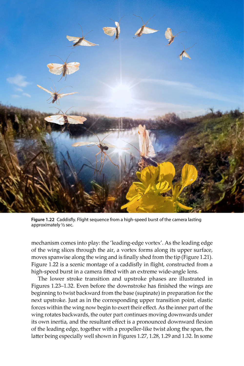 Insect Flight - An Insect-Eye View of Flight Behaviour in the Wild