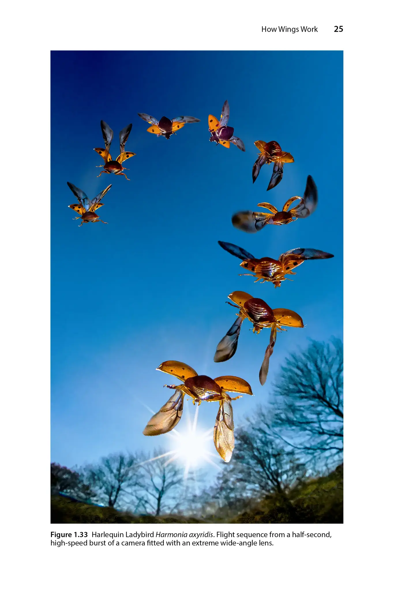 Insect Flight - An Insect-Eye View of Flight Behaviour in the Wild