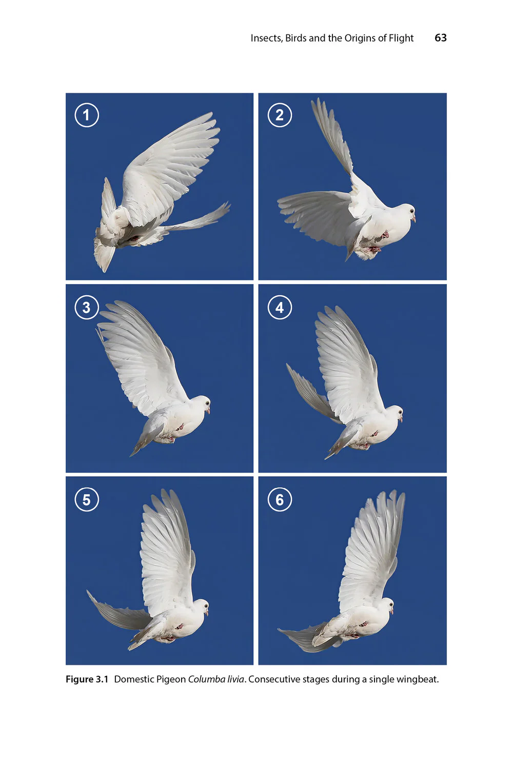 Insect Flight - An Insect-Eye View of Flight Behaviour in the Wild