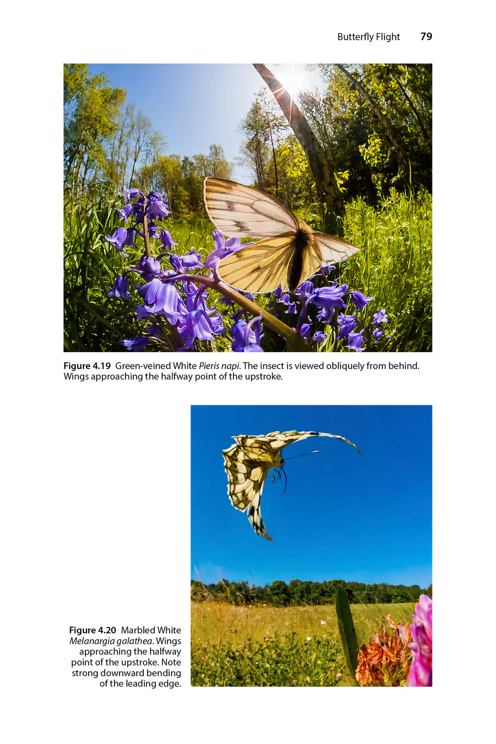 Insect Flight - An Insect-Eye View of Flight Behaviour in the Wild