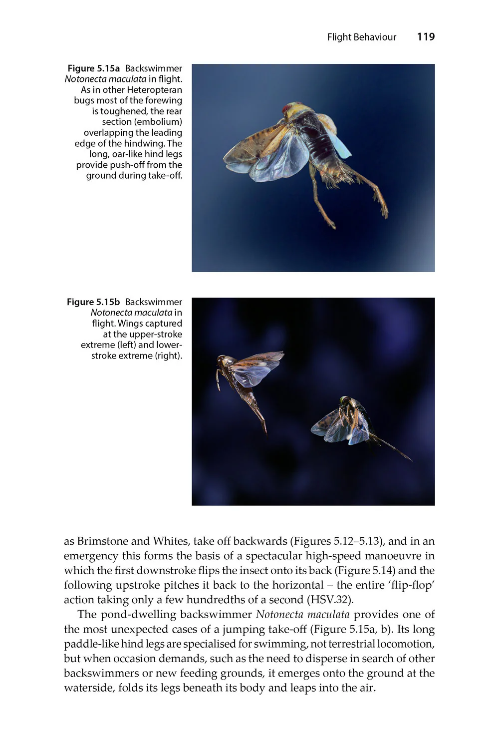 Insect Flight - An Insect-Eye View of Flight Behaviour in the Wild