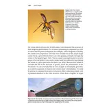 Insect Flight - An Insect-Eye View of Flight Behaviour in the Wild