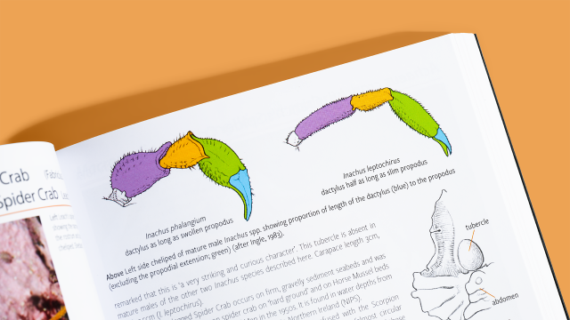 Marine Crustaceans of Britain and Ireland