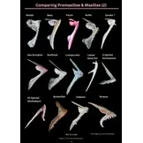 A Photographic Guide to Prey Remains in Otter Spraint
