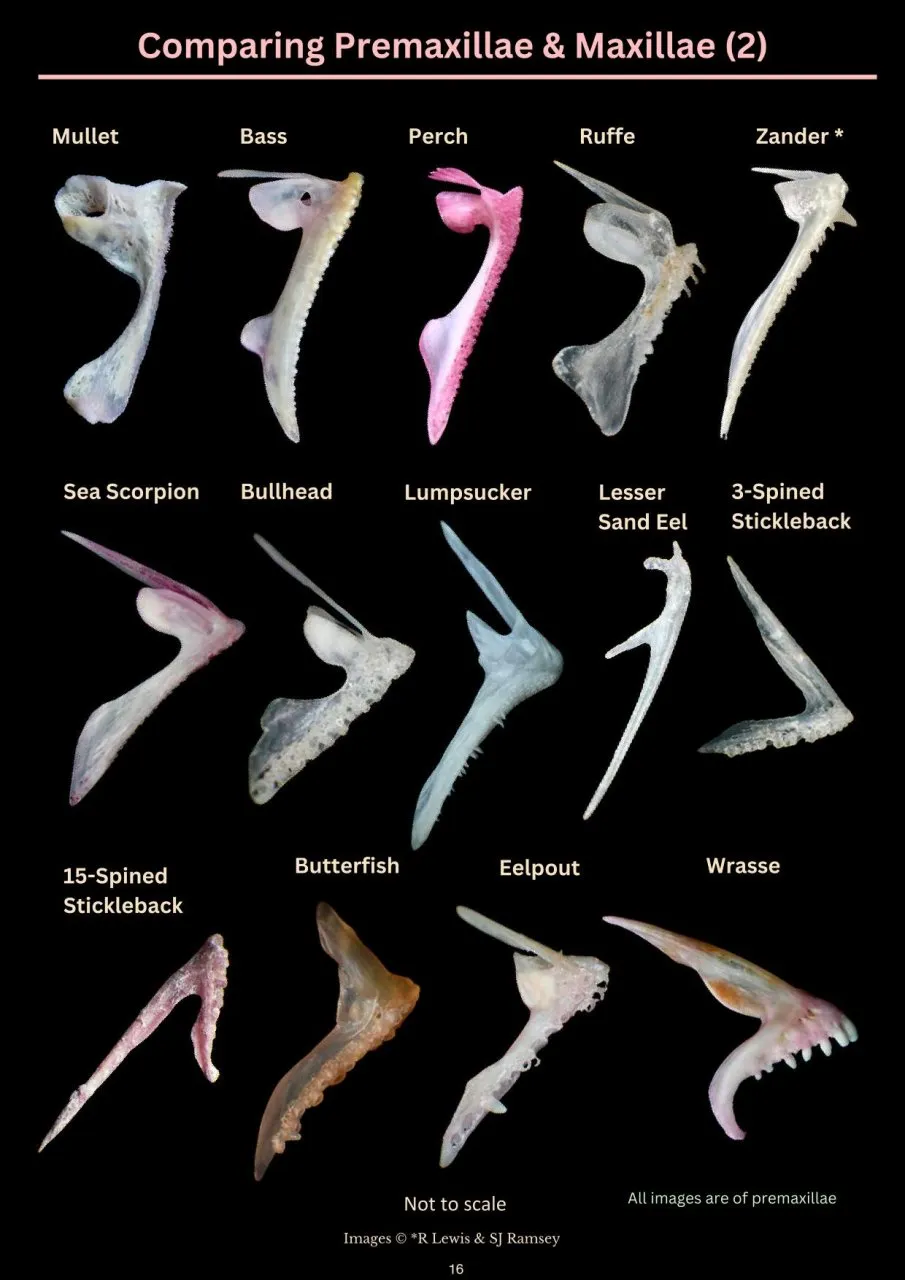 A Photographic Guide to Prey Remains in Otter Spraint