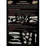 A Photographic Guide to Prey Remains in Otter Spraint