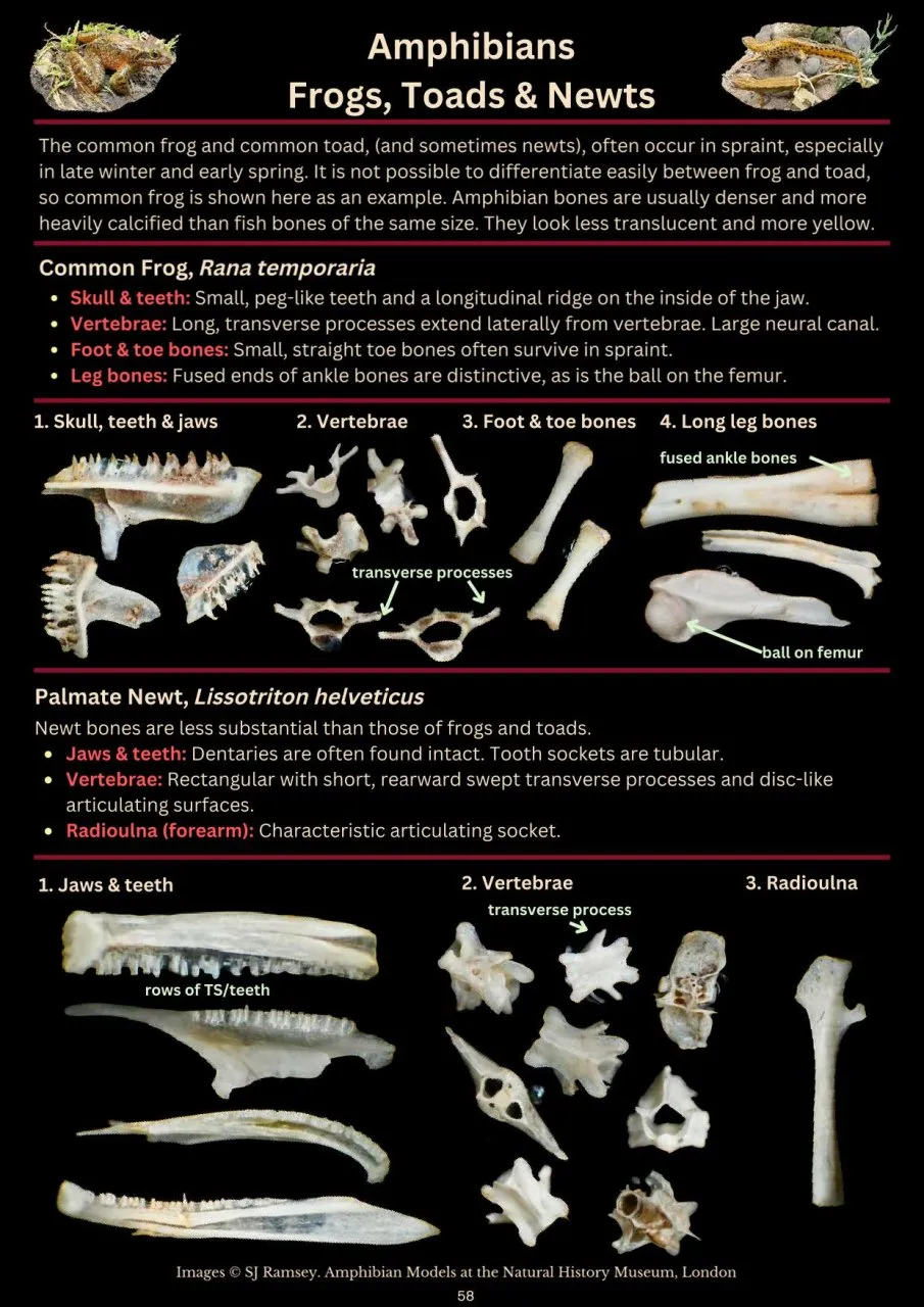 A Photographic Guide to Prey Remains in Otter Spraint