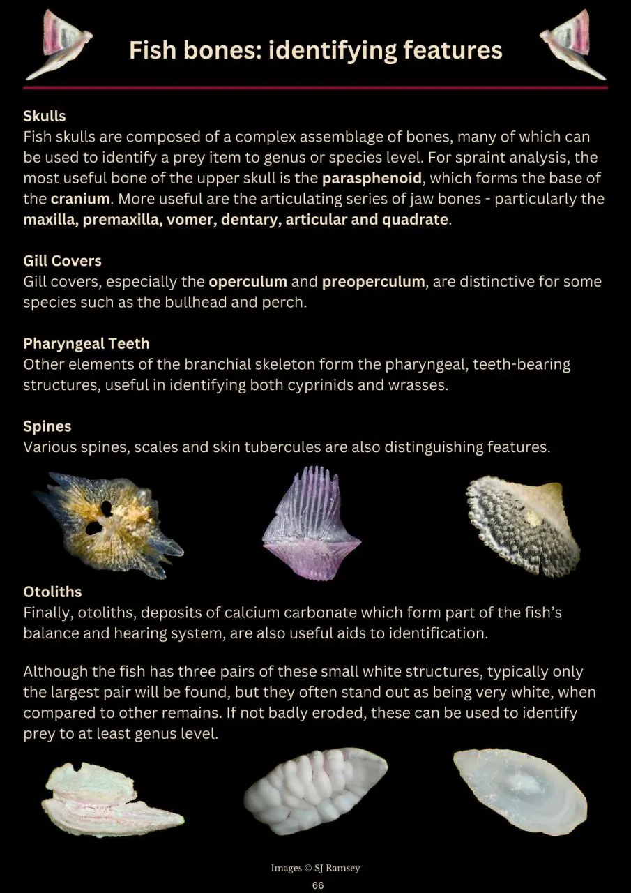 A Photographic Guide to Prey Remains in Otter Spraint
