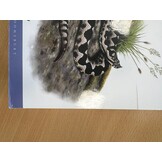 Beschadigd exemplaar – Field Guide to the Amphibians & Reptiles of Britain and Europe